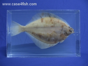 Foto Galerie/Pleuronectiformes/Limanda limanda/Limanda limanda_03_S.jpg